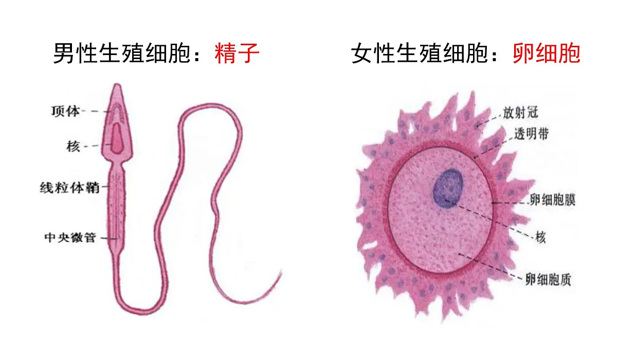 初中 生物 人教版（2024） 七年级下册4.1.1 人的生殖 课件第5页