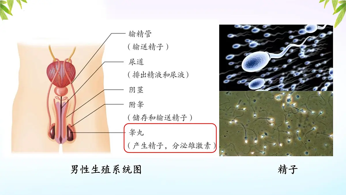 初中 生物 人教版（2024） 七年级下册4.1.1 人的生殖 课件第4页