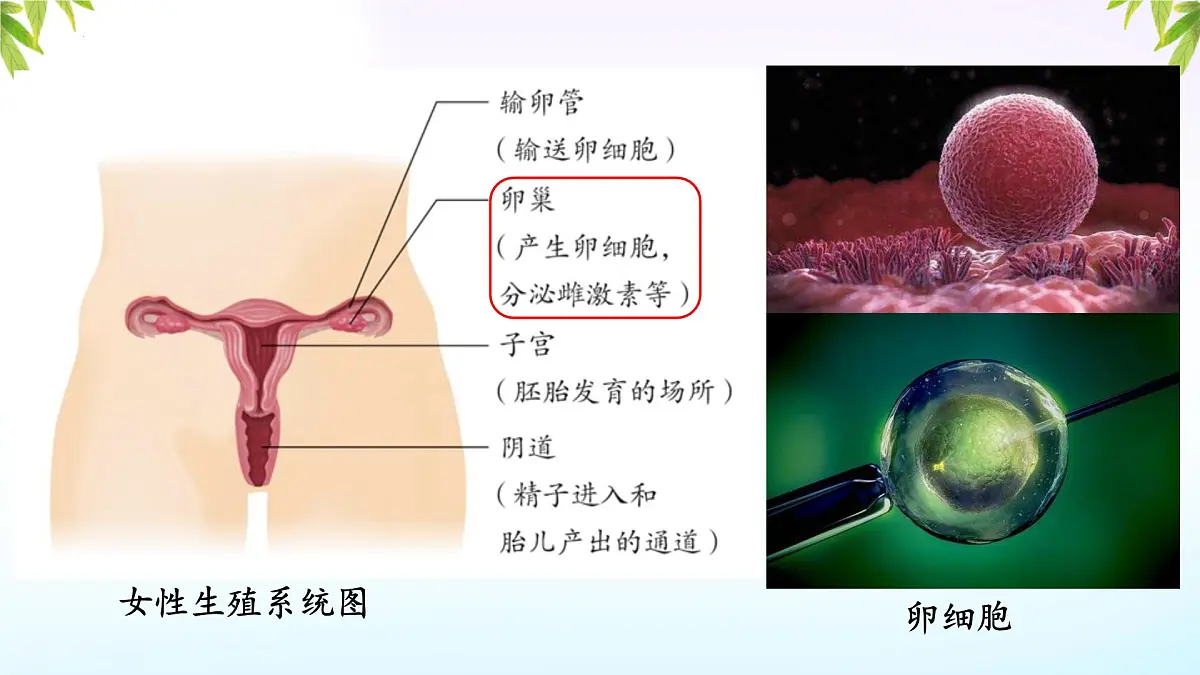 初中 生物 人教版（2024） 七年级下册4.1.1 人的生殖 课件第5页