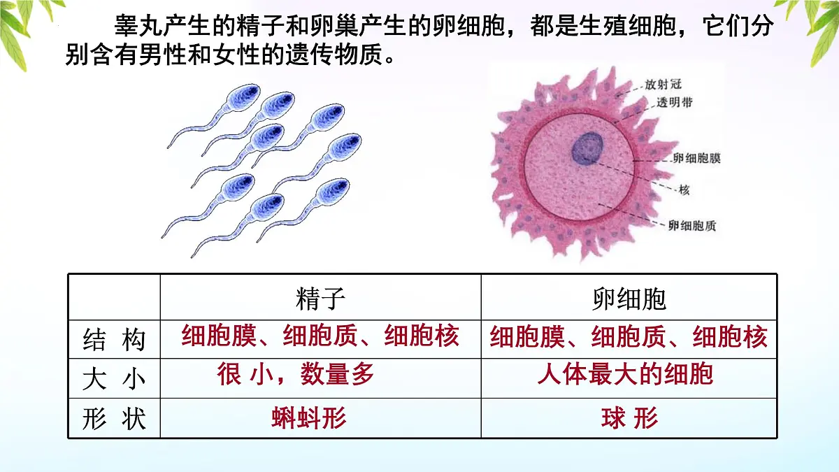 初中 生物 人教版（2024） 七年级下册4.1.1 人的生殖 课件第6页