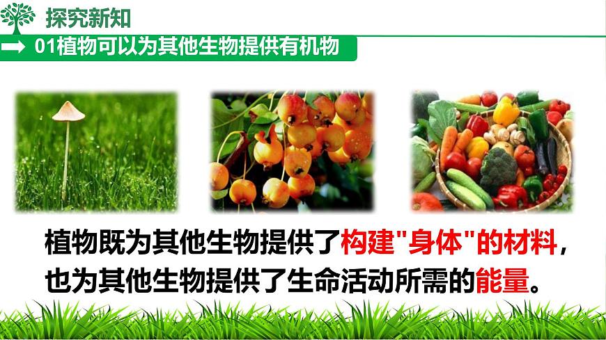 初中  生物  人教版（2024）  七年级下册（2024）第四节 植物在自然界中的作用 课件第8页