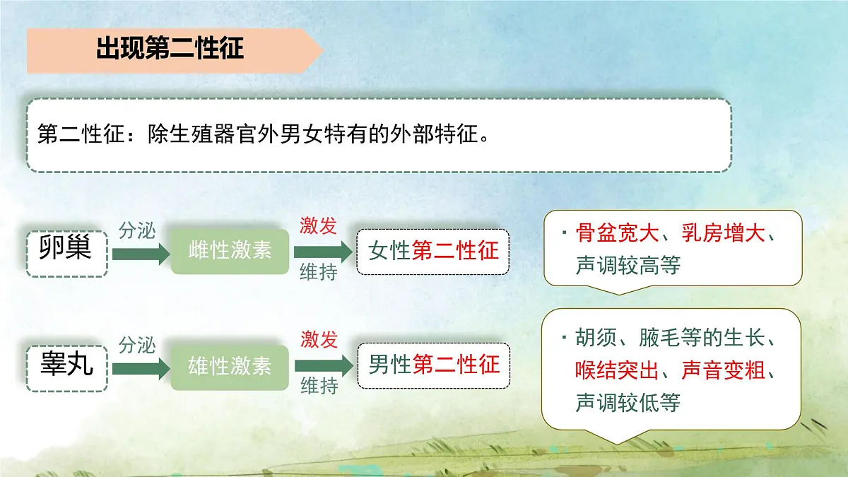初中 生物 人教版（2024）七年级下册4.1.2 青春期 课件第7页