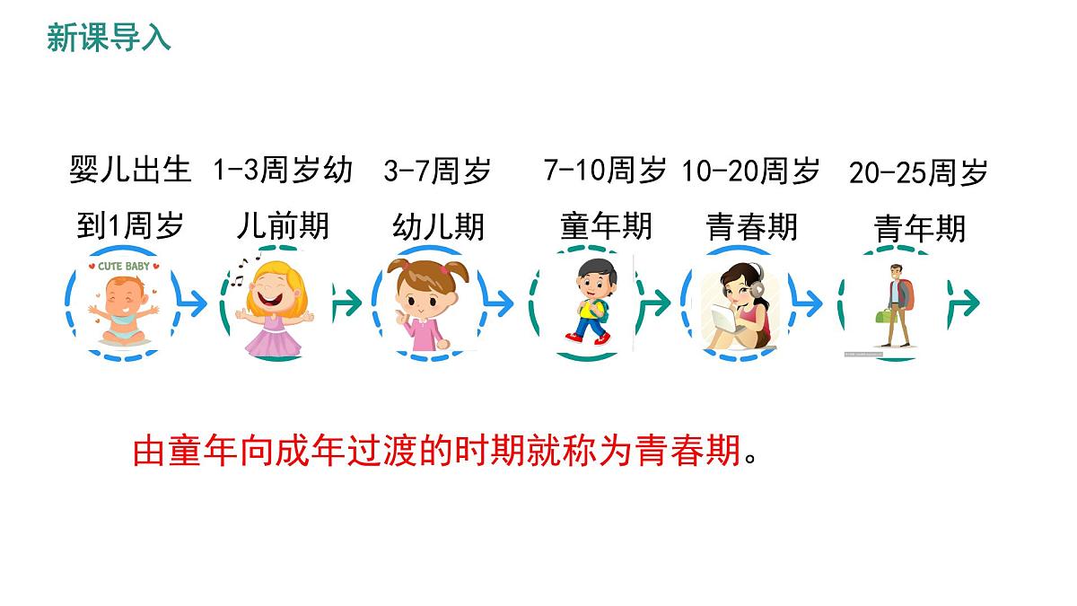 初中 生物 人教版（2024）七年级下册4.1.2 青春期 课件第3页