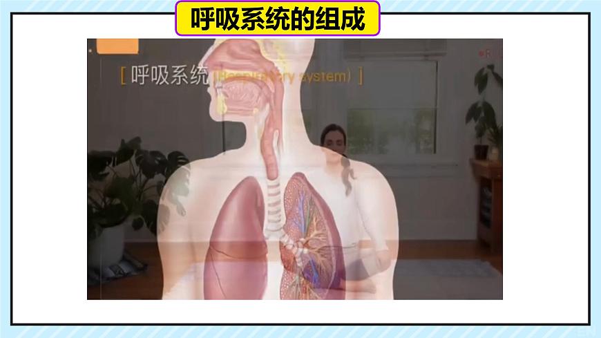 初中 生物  人教版（2024） 七年级下册4.3.1 呼吸道对空气的处理 课件第3页
