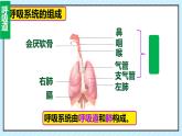 初中 生物  人教版（2024） 七年级下册4.3.1 呼吸道对空气的处理 课件
