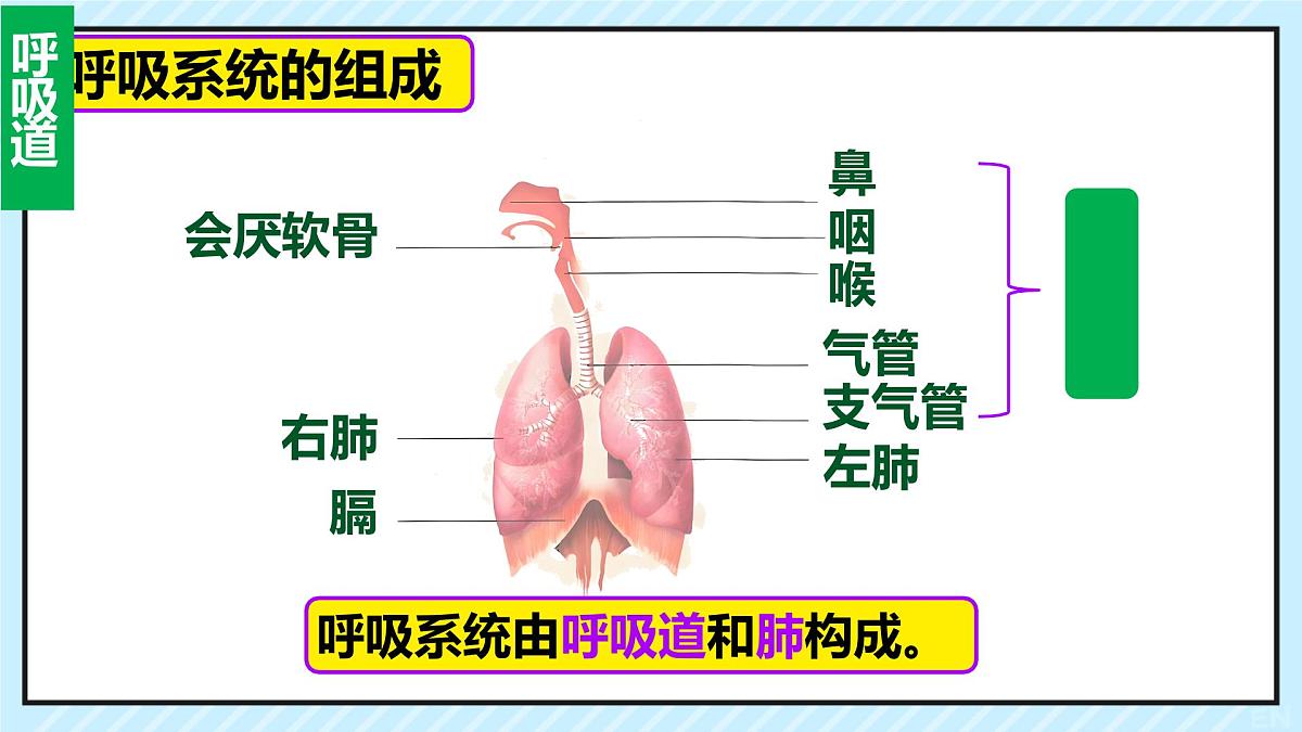初中 生物 人教版（2024） 七年级下册4.3.1 呼吸道对空气的处理 课件第4页