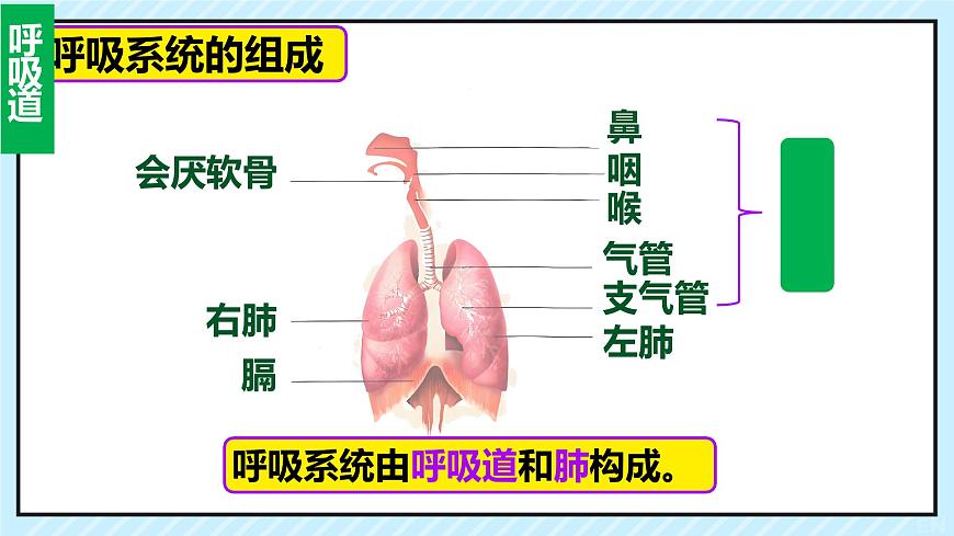 初中 生物  人教版（2024） 七年级下册4.3.1 呼吸道对空气的处理 课件第4页