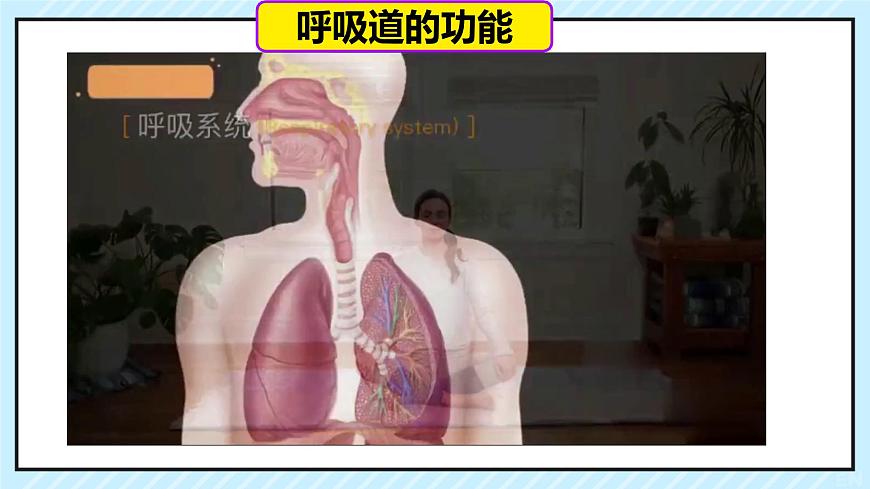 初中 生物  人教版（2024） 七年级下册4.3.1 呼吸道对空气的处理 课件第5页