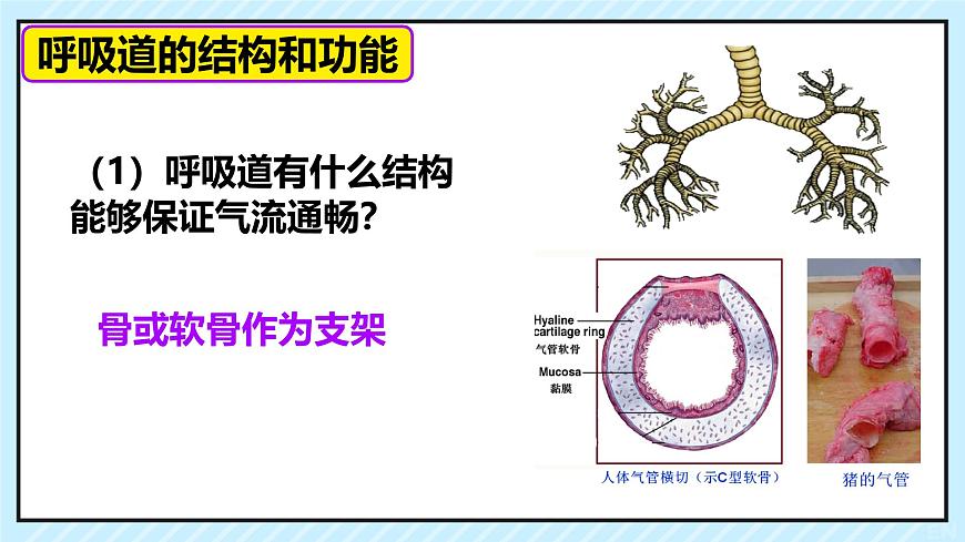 初中 生物  人教版（2024） 七年级下册4.3.1 呼吸道对空气的处理 课件第6页
