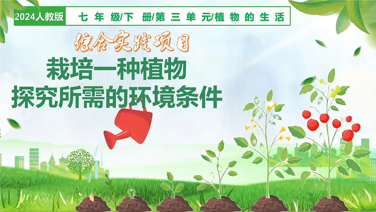 综合实践项目 栽培一种植物，探究所需的环境条件 2025学年七年级生物下册（人教版2024）课件第1页