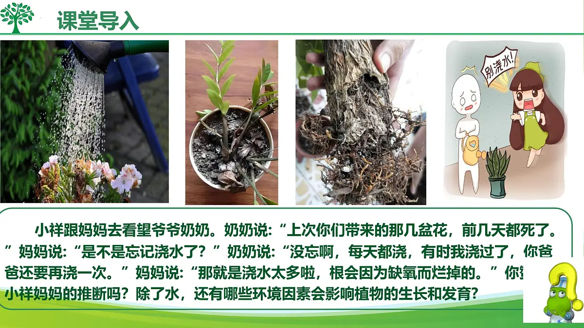 综合实践项目 栽培一种植物，探究所需的环境条件 2025学年七年级生物下册（人教版2024）课件第4页