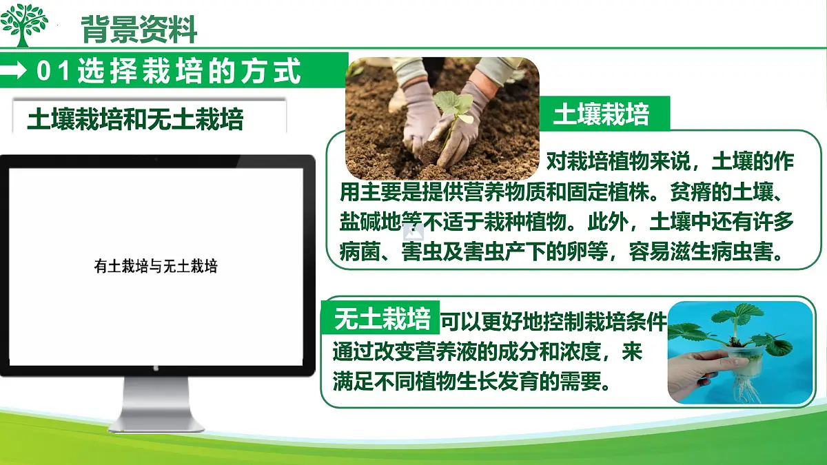 综合实践项目 栽培一种植物，探究所需的环境条件 2025学年七年级生物下册（人教版2024）课件第6页