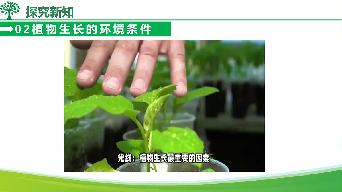 综合实践项目 栽培一种植物，探究所需的环境条件 2025学年七年级生物下册（人教版2024）课件第7页