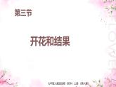 课件2024人教版初中生物第三单元第一章开花和结果
