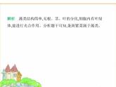 蘇科版七年級生物下冊第4單元生物的多樣性第7章藻類與植物類群第1節(jié)藻類課件