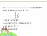 蘇科版七年級生物下冊第4單元生物的多樣性第7章藻類與植物類群第1節(jié)藻類課件