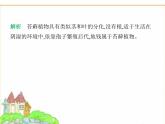 蘇科版七年級(jí)生物下冊(cè)第4單元生物的多樣性第7章藻類與植物類群第2節(jié)苔蘚植物與蕨類植物課件