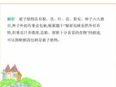 蘇科版七年級(jí)生物下冊(cè)第4單元生物的多樣性第7章藻類與植物類群第3節(jié)種子植物課件