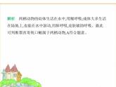 蘇科版七年級(jí)生物下冊(cè)第4單元生物的多樣性第8章動(dòng)物的主要類群第2節(jié)脊椎動(dòng)物第2課時(shí)兩棲類和爬行類課件