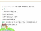 蘇科版七年級(jí)生物下冊(cè)第4單元生物的多樣性第9章微生物第2節(jié)真菌課件