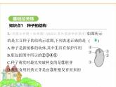 蘇科版七年級(jí)生物下冊(cè)第5單元植物的生活第11章植物的生命周期第1節(jié)種子的萌發(fā)課件