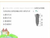 蘇科版七年級(jí)生物下冊(cè)第5單元植物的生活第11章植物的生命周期第2節(jié)植物的生長(zhǎng)第1課時(shí)根的生長(zhǎng)及莖和葉的生長(zhǎng)課件