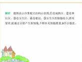 蘇科版七年級(jí)生物下冊(cè)第5單元植物的生活第11章植物的生命周期第2節(jié)植物的生長(zhǎng)第1課時(shí)根的生長(zhǎng)及莖和葉的生長(zhǎng)課件