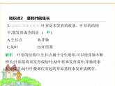 蘇科版七年級(jí)生物下冊(cè)第5單元植物的生活第11章植物的生命周期第2節(jié)植物的生長(zhǎng)第1課時(shí)根的生長(zhǎng)及莖和葉的生長(zhǎng)課件