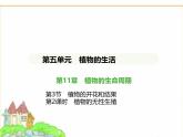 蘇科版七年級生物下冊第5單元植物的生活第11章植物的生命周期第3節(jié)植物的開花和結(jié)果第2課時植物的無性生殖課件