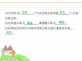 蘇科版七年級生物下冊第5單元植物的生活第11章第3節(jié)植物的開花和結(jié)果第1課時花的結(jié)構(gòu)、受精與果實的形成課件