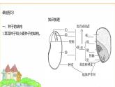蘇教版七年級生物下冊第4單元第9章第1節(jié)種子的萌發(fā)課件