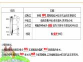蘇教版七年級生物下冊第4單元第9章第2節(jié)植物的生長課件