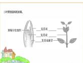 蘇教版七年級生物下冊第4單元第9章第2節(jié)植物的生長課件