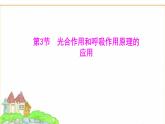 蘇教版七年級(jí)生物下冊(cè)第4單元第11章第3節(jié)光合作用和呼吸作用原理的應(yīng)用課件