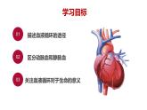 初中 生物 人教版（2024） 七年级下册4.4.3 输送血液的泵——心脏2 课件