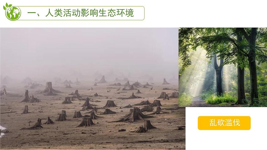 初中  生物 苏教版（2024） 七年级下册3.8.2 生态安全 课件第8页