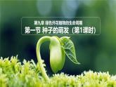 初中  生物 蘇教版（2024）七年級下冊4.9.1 種子的萌發(fā)（第1課時） 課件