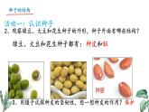 初中  生物 蘇教版（2024）七年級下冊4.9.1 種子的萌發(fā)（第1課時） 課件