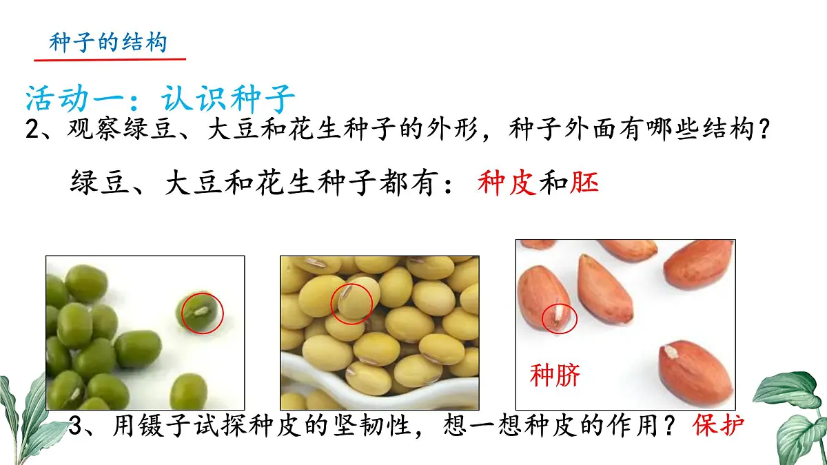 初中 生物 苏教版（2024）七年级下册4.9.1 种子的萌发（第1课时） 课件第4页