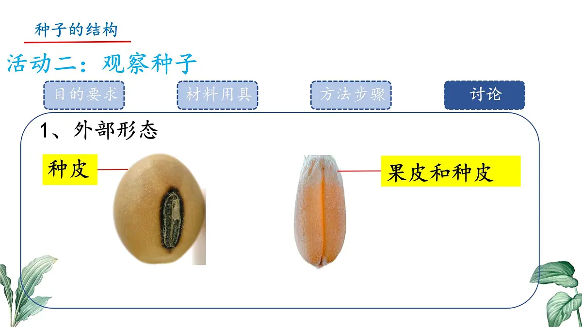 初中 生物 苏教版（2024）七年级下册4.9.1 种子的萌发（第1课时） 课件第6页