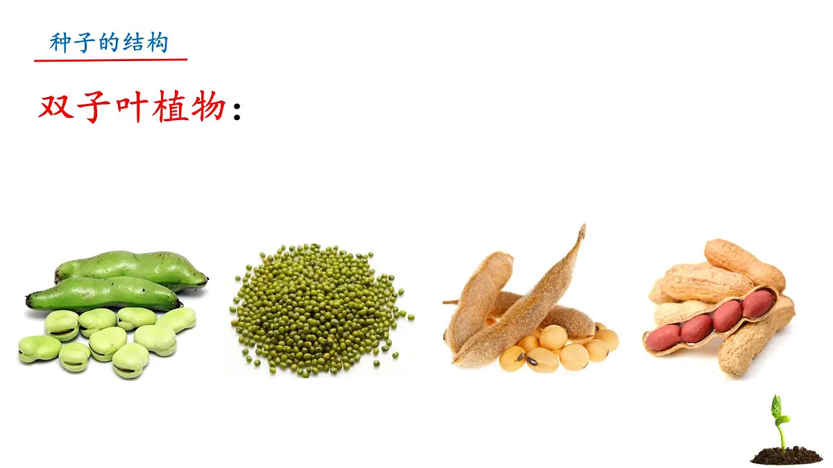 初中 生物 苏教版（2024）七年级下册4.9.1 种子的萌发（第1课时） 课件第8页