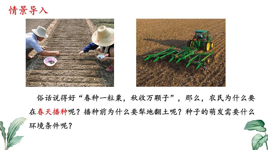 初中  生物 苏教版（2024）七年级下册4.9.1 种子的萌发（第2课时） 课件第3页