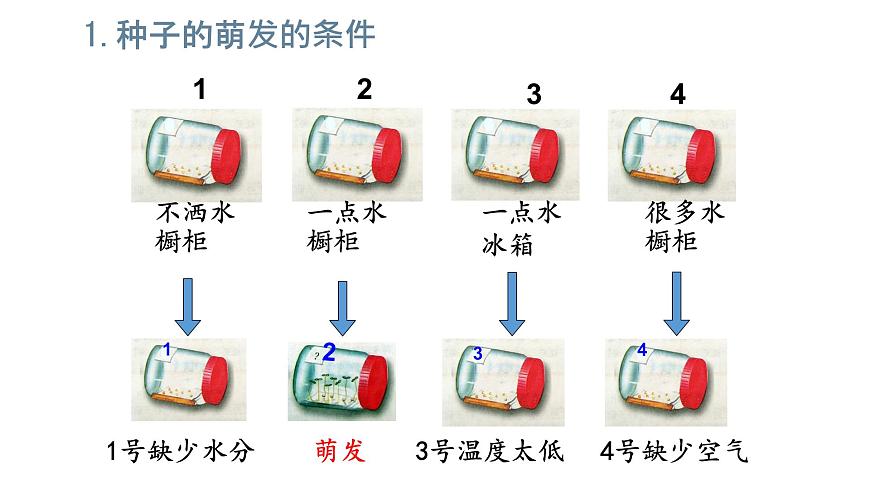 初中  生物 苏教版（2024）七年级下册4.9.1 种子的萌发（第2课时） 课件第6页