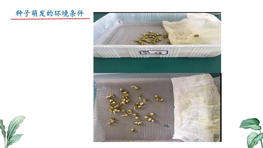 初中  生物 苏教版（2024）七年级下册4.9.1 种子的萌发（第2课时） 课件第7页