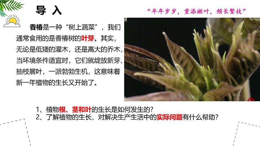 初中  生物 苏教版（2024 七年级下册4.9.2 植物的生长 课件第2页