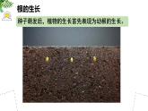 初中  生物 蘇教版（2024 七年級下冊4.9.2 植物的生長 課件