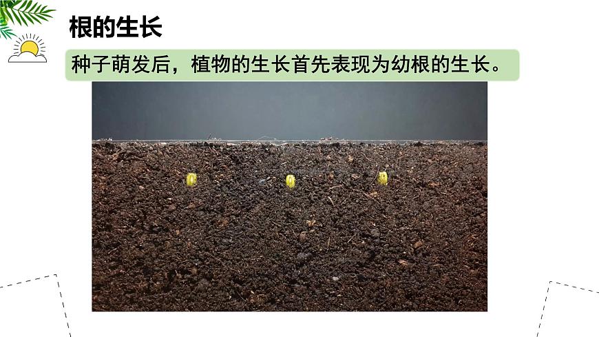 初中  生物 苏教版（2024 七年级下册4.9.2 植物的生长 课件第3页