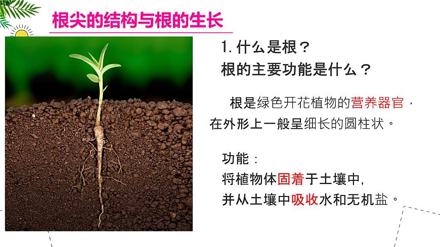 初中  生物 苏教版（2024 七年级下册4.9.2 植物的生长 课件第5页