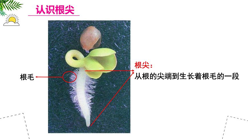 初中  生物 苏教版（2024 七年级下册4.9.2 植物的生长 课件第6页