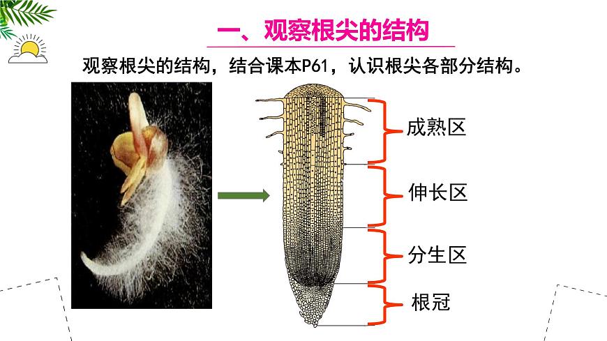 初中  生物 苏教版（2024 七年级下册4.9.2 植物的生长 课件第7页